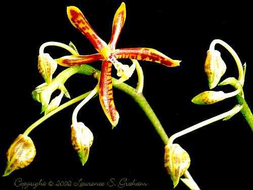 Phalaenopsis mannii  